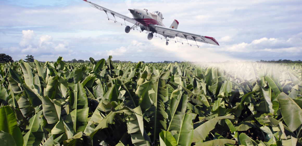 Pesticide de lutte contre le charançon du bananier interdit dès 1977 aux États-Unis et en France en 1990, le chlordécone a été épandu aux Antilles jusqu'en 1993 par dérogation.