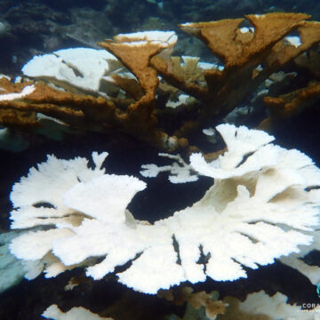 Face à l’épisode de blanchissement corallien sans précédent, l'Aquarium de la Guadeloupe et Igrec Mer ont lancé le 10 octobre une collecte d'information à destination des structures de plongée, mais aussi de tous ceux qui vont sous l'eau. Photo : Caraïbes blog