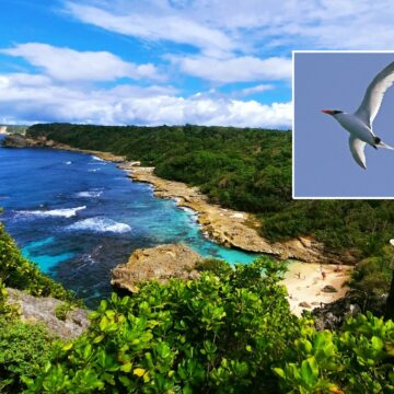 Phaéton a bec rouge prise lors du suivi de 2023 photo Ommag Guadeloupe. Agents de l’ONF en prospection terrestre des oiseaux marins nicheurs 2 fois par mois pendant les mois de janvier et février 2024. Photo : FB Réserve Biologique Dirigée du Nord Grande-Terre