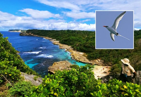 Phaéton a bec rouge prise lors du suivi de 2023 photo Ommag Guadeloupe. Agents de l’ONF en prospection terrestre des oiseaux marins nicheurs 2 fois par mois pendant les mois de janvier et février 2024. Photo : FB Réserve Biologique Dirigée du Nord Grande-Terre