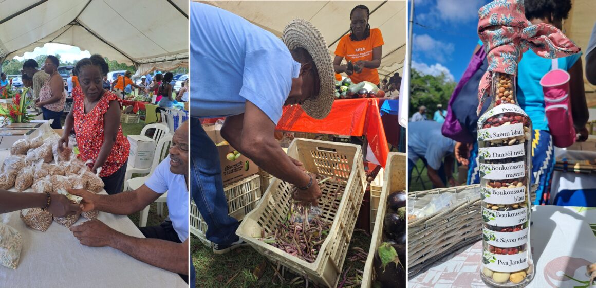 La 6ème édition de la journée des pois organisée dimanche 10 mars 2024 à Anse-Bertrand a été un succès de fréquentation. Photo : FB Anse-Bertrand, l'Authentique