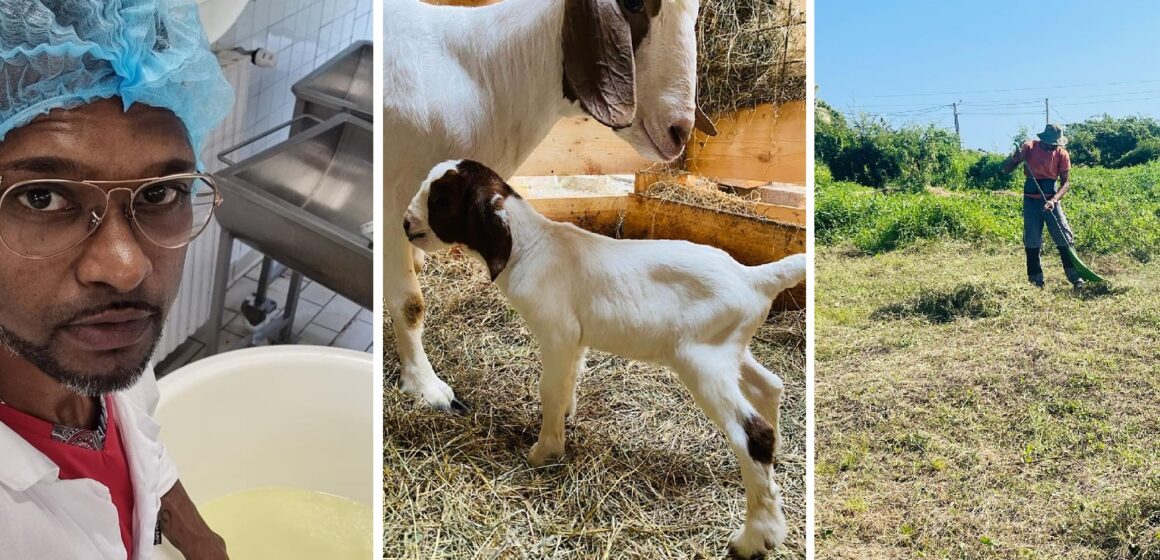 « Depuis mon plus jeune âge, cela a toujours été une passion pour moi » explique Lionel Annacanon, éleveur caprins de la commune de Saint-François. Photo : Gwada Boer Goat