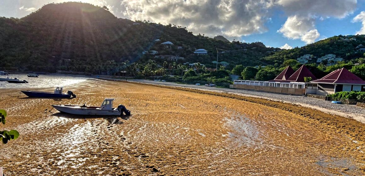 Échouage d’algues sargasses à la baie de Saint Jean en septembre 2022 à Saint-Barthélemy. Photo : Collectivité de Saint-Barthélemy Officiel