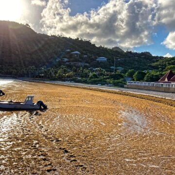 Échouage d’algues sargasses à la baie de Saint Jean en septembre 2022 à Saint-Barthélemy. Photo : Collectivité de Saint-Barthélemy Officiel