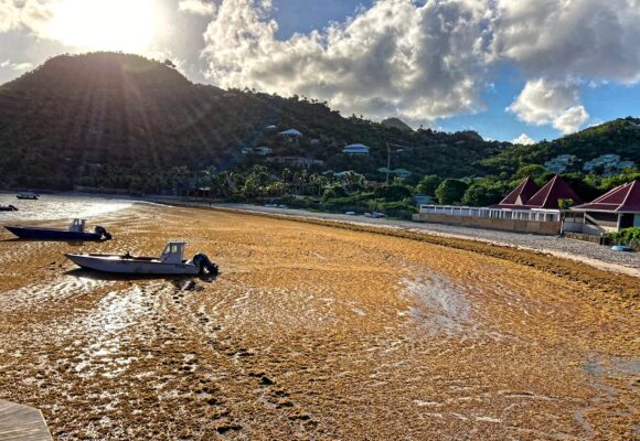 Échouage d’algues sargasses à la baie de Saint Jean en septembre 2022 à Saint-Barthélemy. Photo : Collectivité de Saint-Barthélemy Officiel