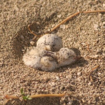 Les nids des sternes, camouflés dans le sable clair, sont vulnérables aux perturbations humaines. Photo : Parc national de la Guadeloupe