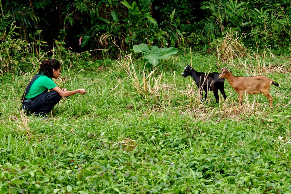 À 23 ans, Nahuel Tournebize, élève ingénieure agronome sous statut d’étudiant entrepreneur, aspire à créer Capr’îles, le premier fromage made in Guadeloupe, grâce au cabri créole.