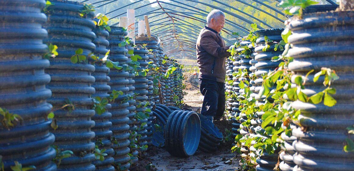 Un villageois effectue une plantation tridimensionnelle de plants de fraises dans le village de Qianfota, ville d'Anqing, province d'Anhui (est de la Chine) le 23 octobre 2024. Photo : CFOTO / Sipa USA